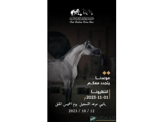 بطولة حائل لجمال الخيل العربية الاصيلة